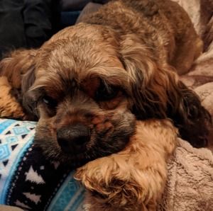 Meet your Posher, Darlene